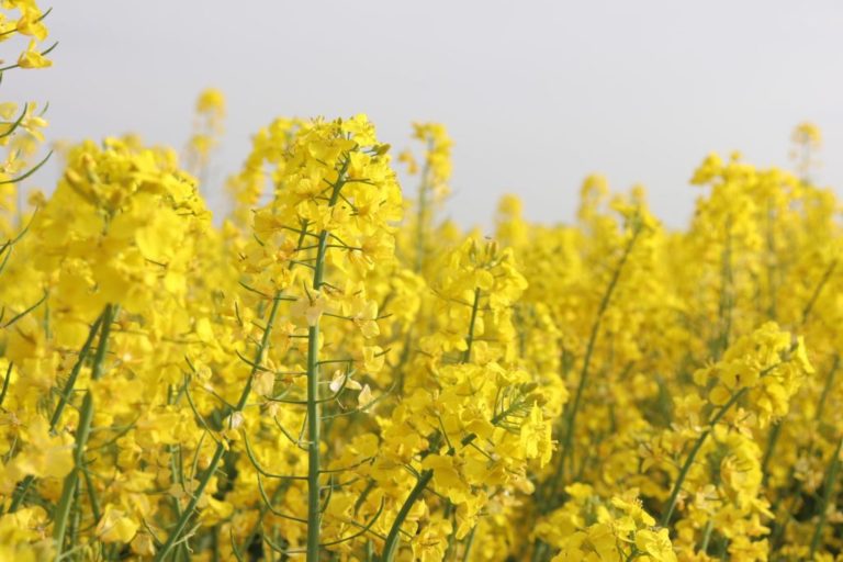 DSM & Avril collaborate to produce canola (rapeseed) proteins